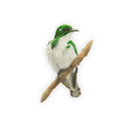 Klaas's Cuckoo Magnet - KC