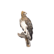 Martial Eagle Magnet - ME