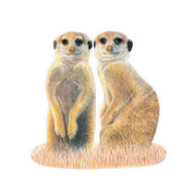 Meerkat Magnet - MRK2