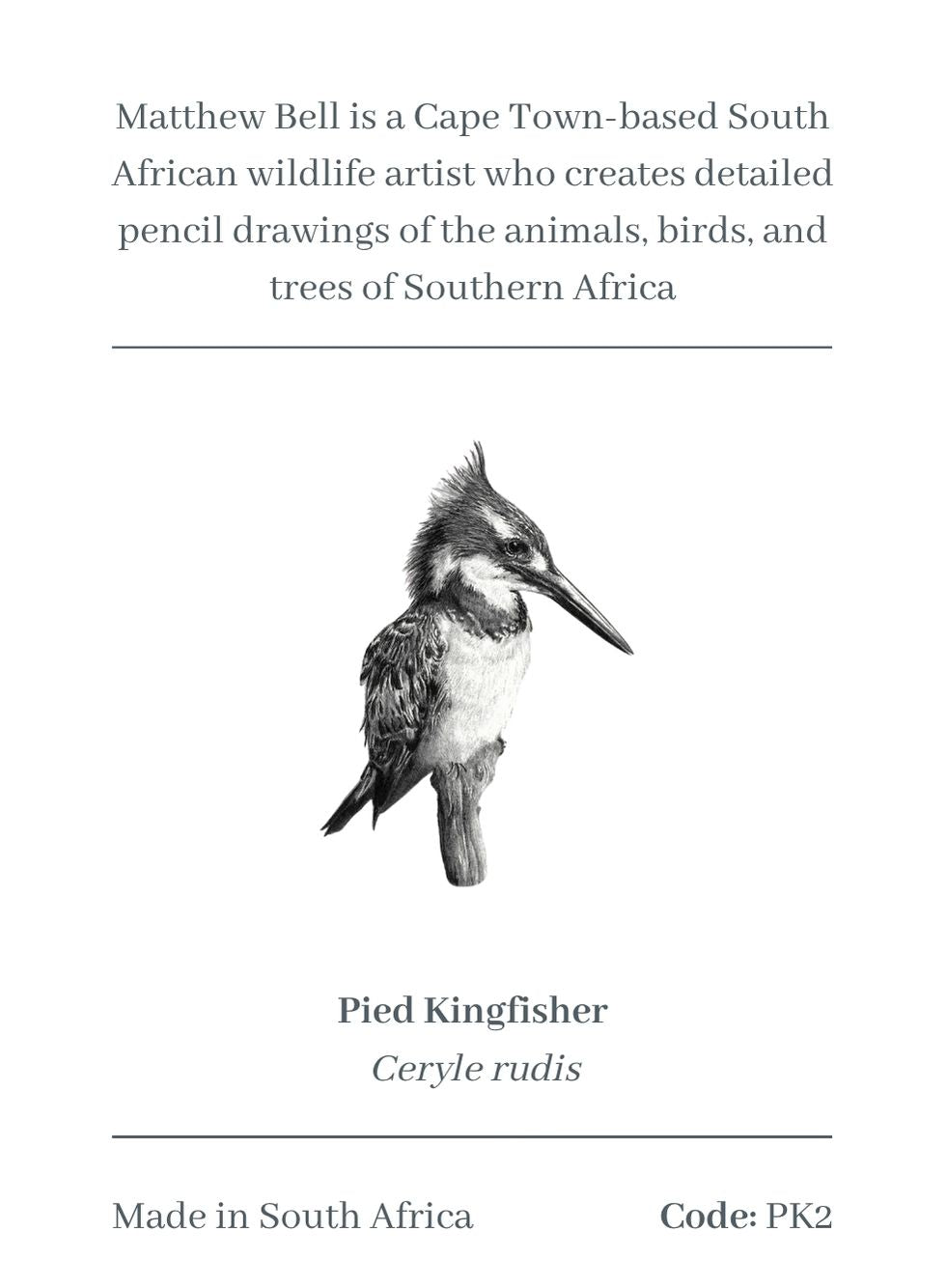 Pied Kingfisher Magnet - PK2