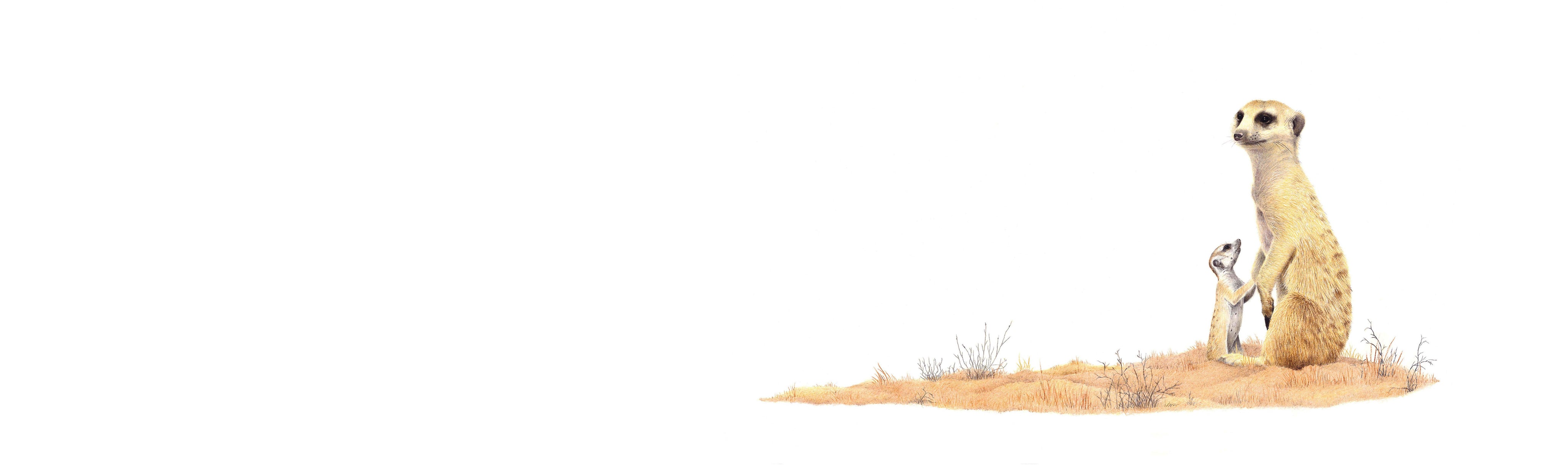 Meerkat Mother & Baby Panorama