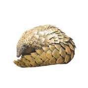 Pangolin Magnet - PNG2