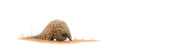 Pangolin Panorama