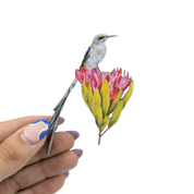Cape Sugarbird Magnet - CPSB
