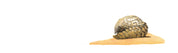 Pangolin Panorama