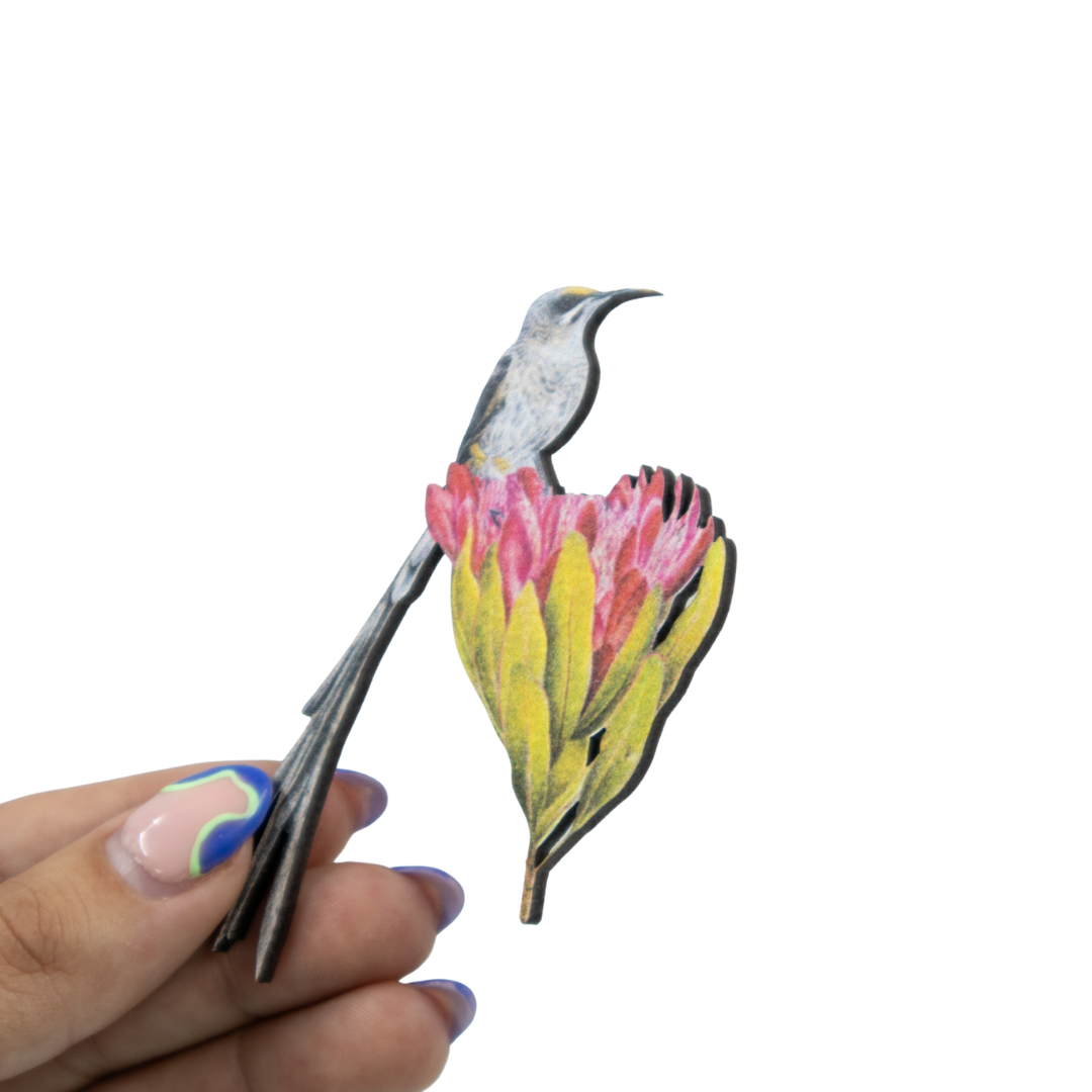Cape Sugarbird Magnet - CPSB