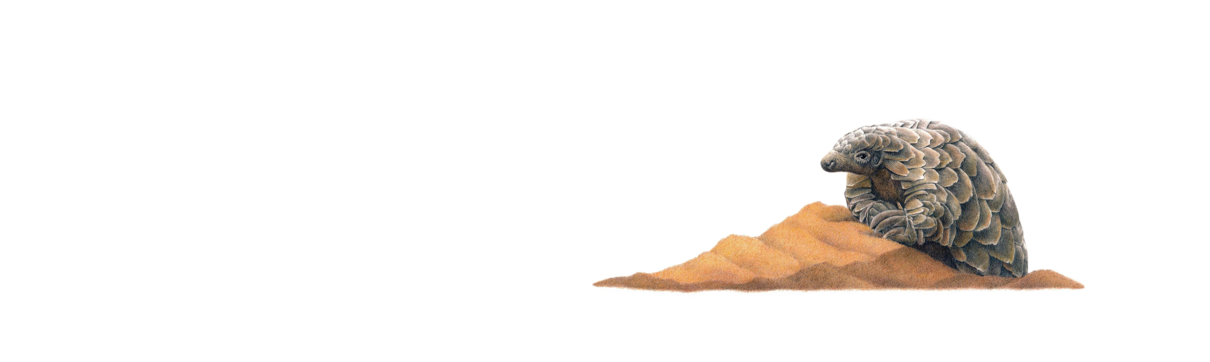 Pangolin Panorama