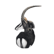 Sable Magnet - SBL1