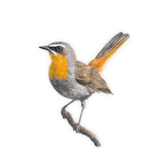 Cape Robin Chat Magnet - CRT