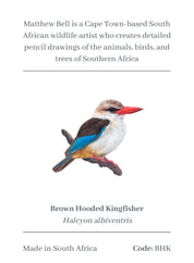 Brown Hooded Kingfisher Magnet - BHK