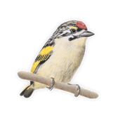 Red Fronted Tinkerbird Magnet - RFT