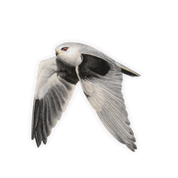 Black Shouldered Kite Magnet - BSK