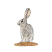 Scrub Hare Magnet - SH