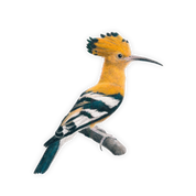 African Hoopoe Magnet - HP2