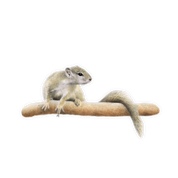 Tree Squirrel Magnet - TSQ
