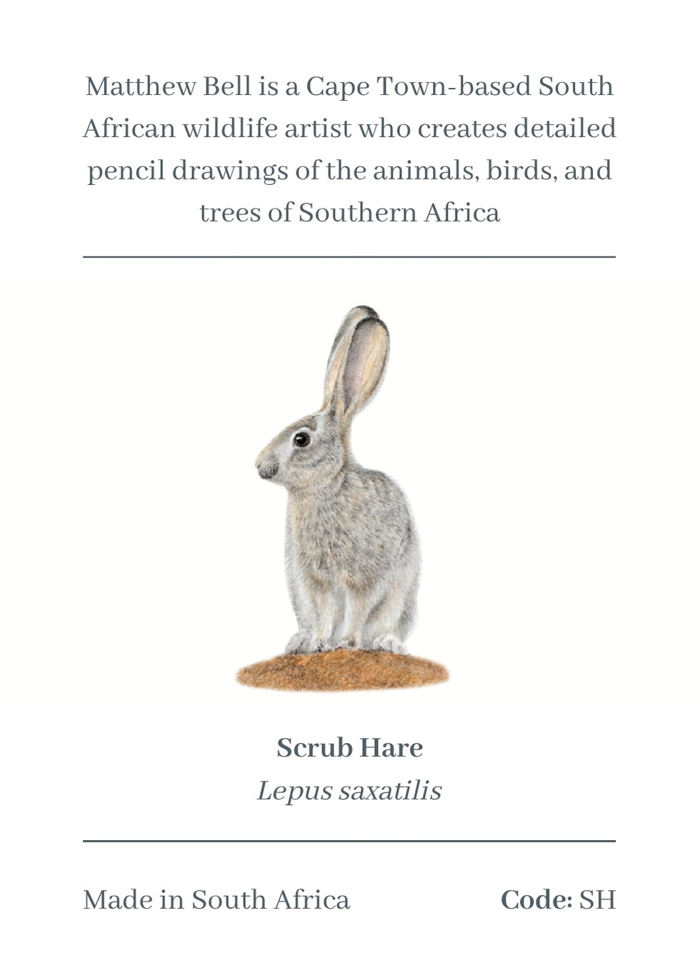 Scrub Hare Magnet - SH