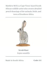 Scrub Hare Magnet - SH