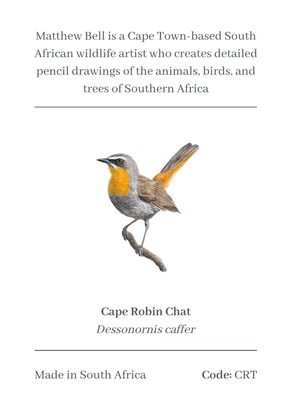 Cape Robin Chat Magnet - CRT