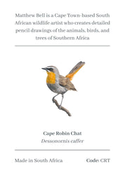 Cape Robin Chat Magnet - CRT