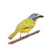 Grey Headed Bush Shrike Magnets - GHBS