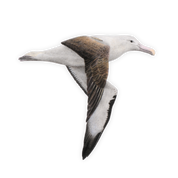Northern Royal Albatross Magnet - NRA