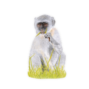 Vervet Monkey Magnet - VM