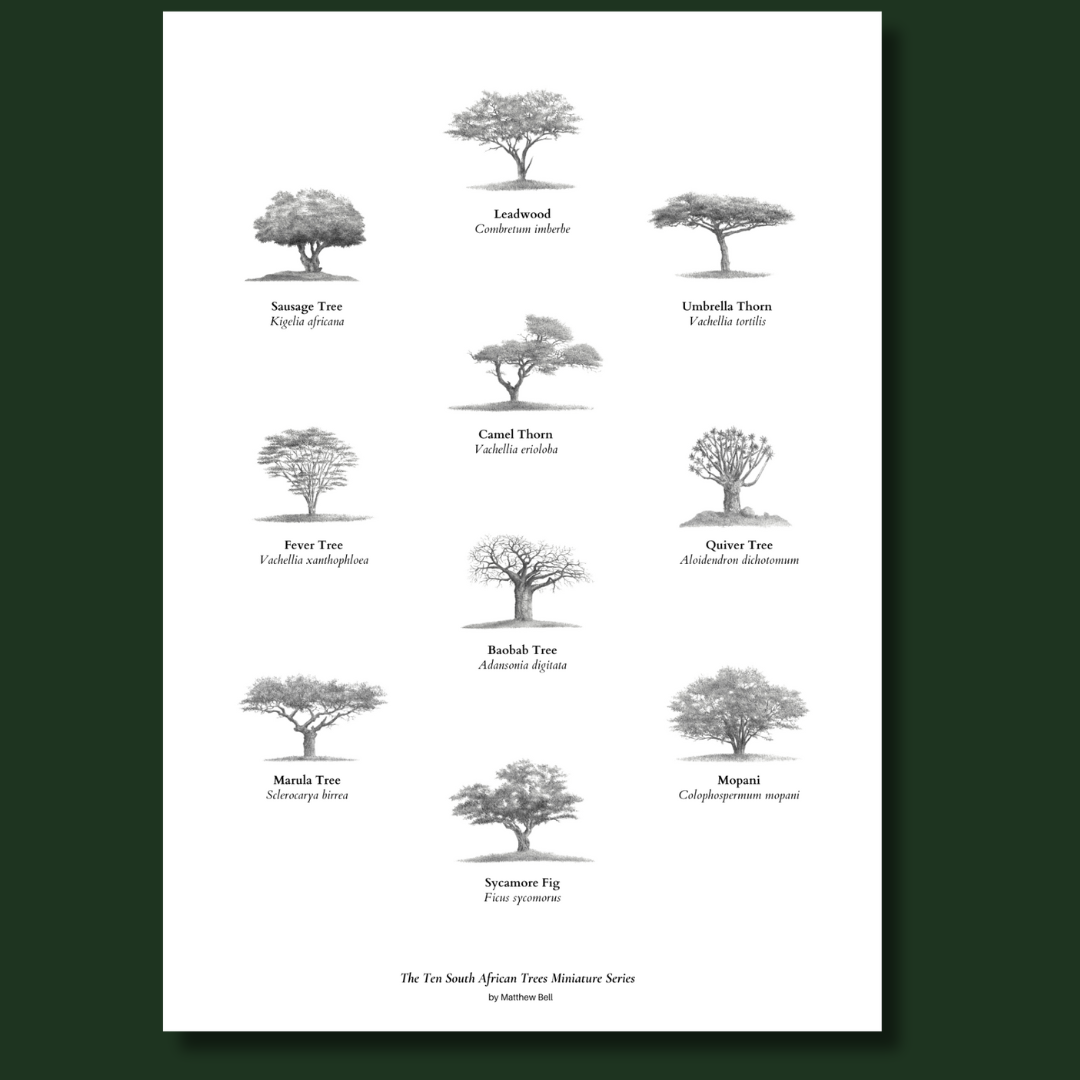 The Ten South African Trees Miniature Series Poster – Matthew Bell ...