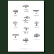 Ten South African trees fine art poster with a frame by artist Matthew Bell