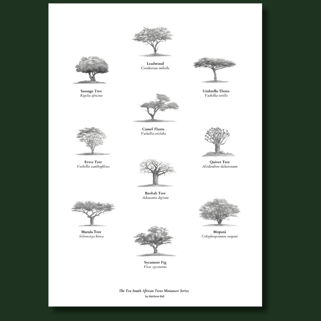 Ten South African trees fine art poster with a frame by artist Matthew Bell