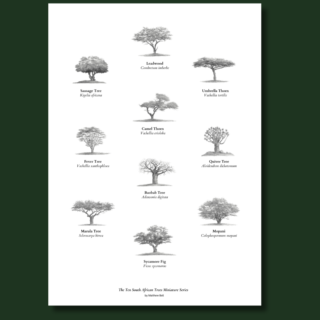 Ten South African trees fine art poster with a frame by artist Matthew Bell