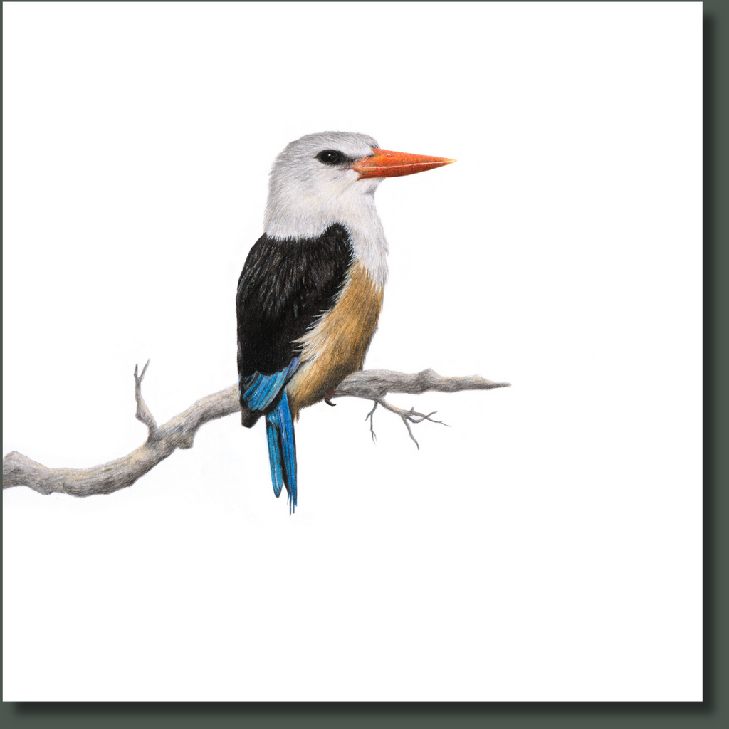 Grey Headed Kingfisher bird wildlife art print