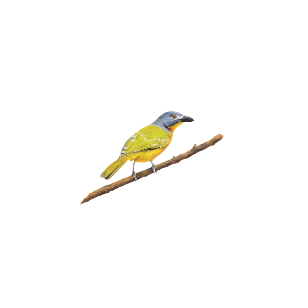 Grey Headed Bush Shrike - The Original