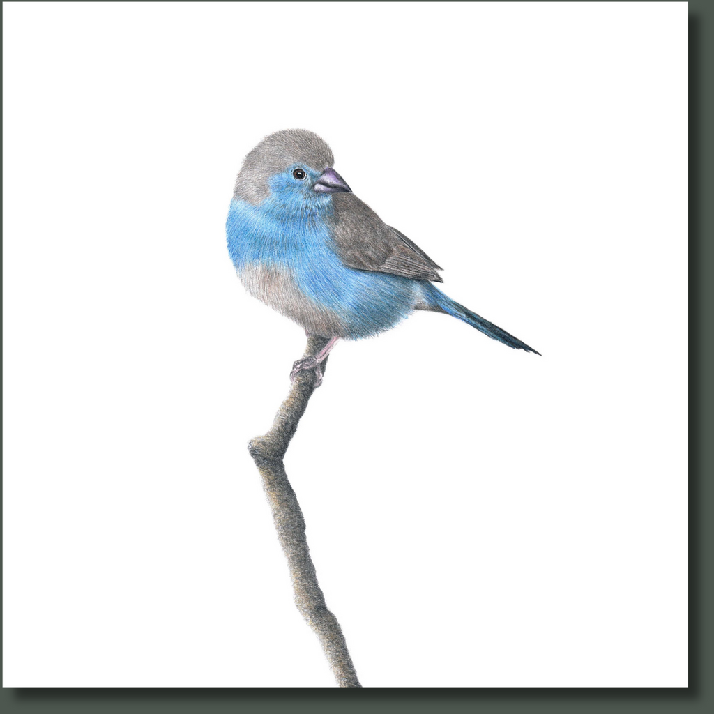 Blue Waxbill bird nature artwork