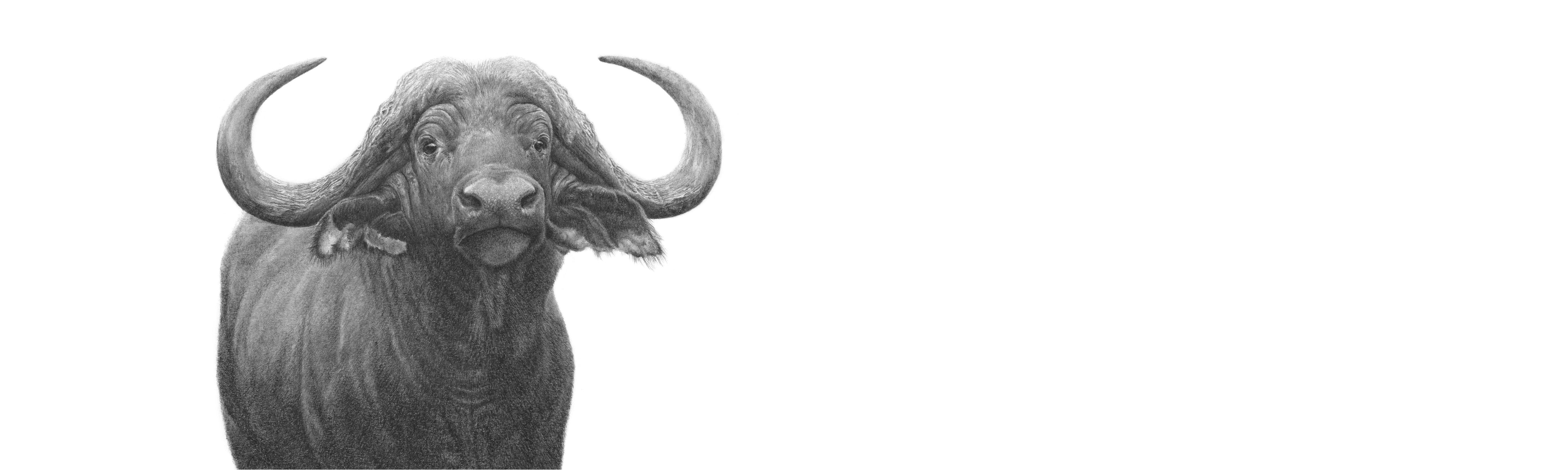 Buffalo Bull Panorama