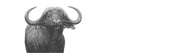 Buffalo Bull Panorama