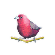 Jameson's Firefinch Magnet - JF