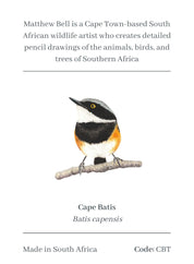 Cape Batis Magnet - CBT