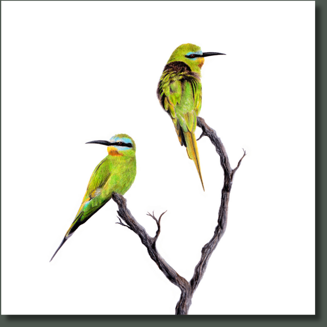 Blue Cheeked Bee Eaters (BCBE) on Canvas