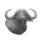 Buffalo Magnet - BFL1