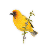 Cape Weaver Magnet - CWV