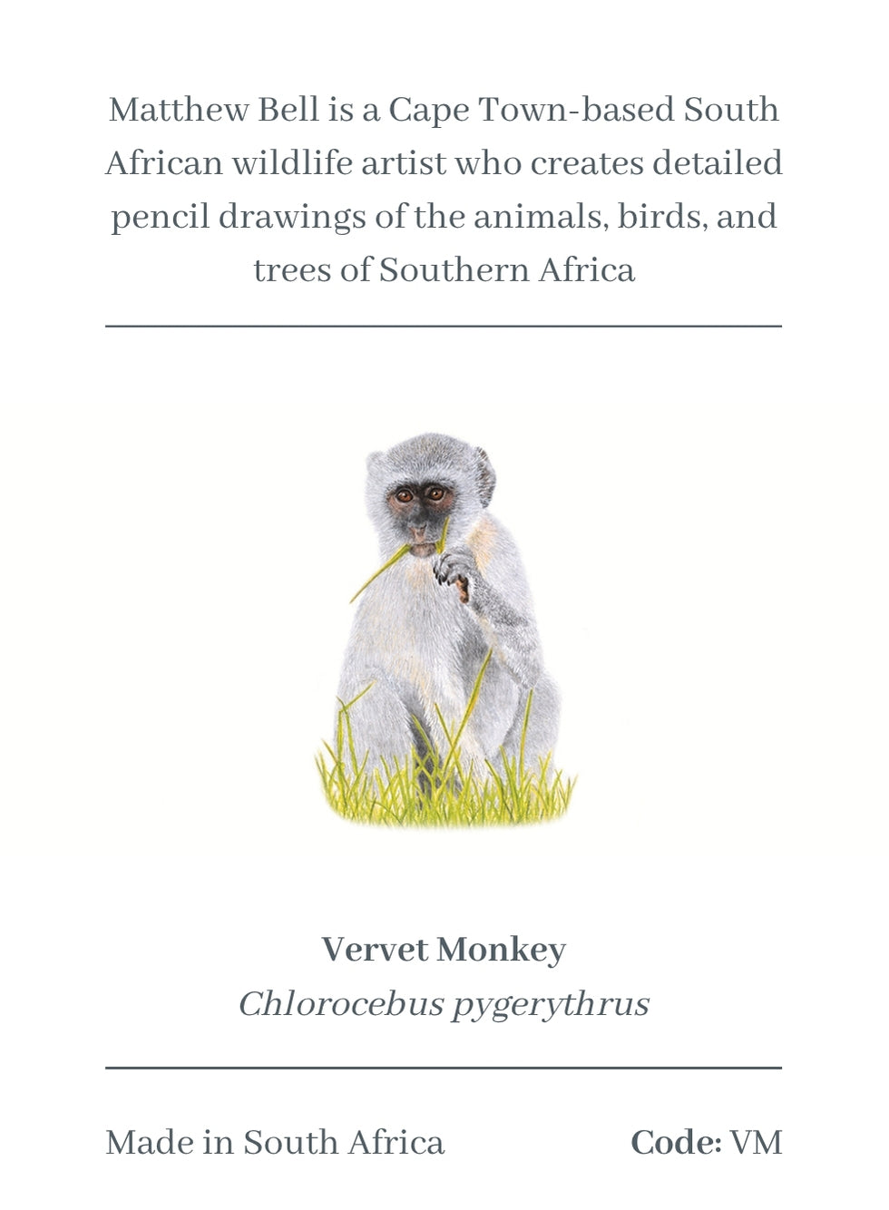 Vervet Monkey Magnet - VM