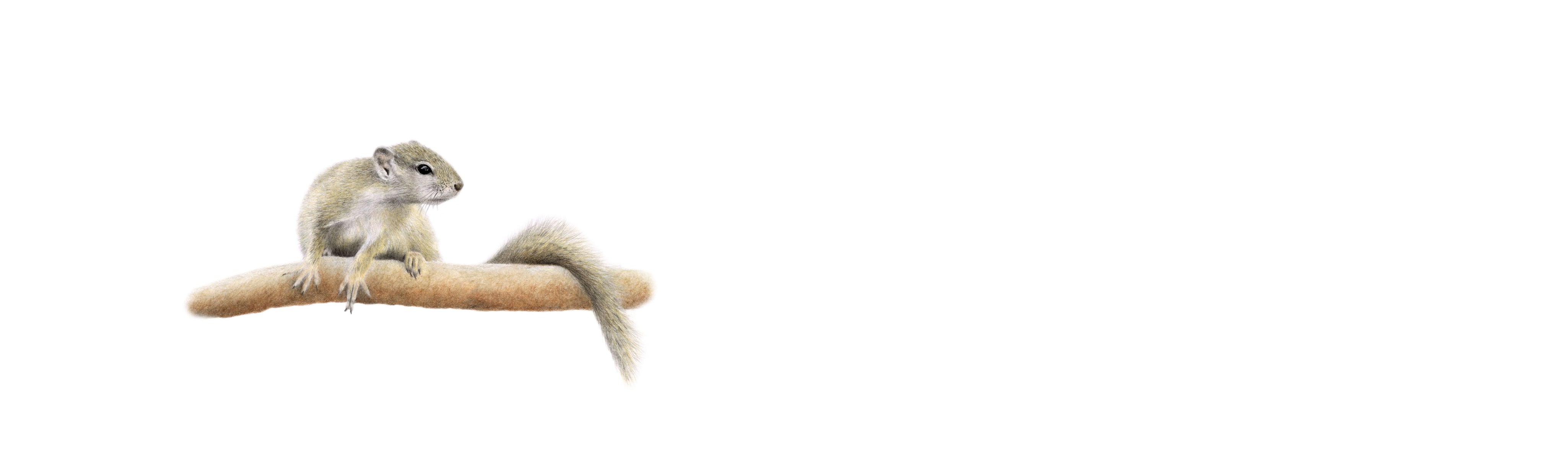 Tree Squirrel Panorama