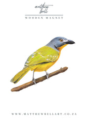 Grey Headed Bush Shrike Magnets - GHBS