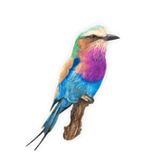 Lilac Breasted Roller Magnet - LBR1