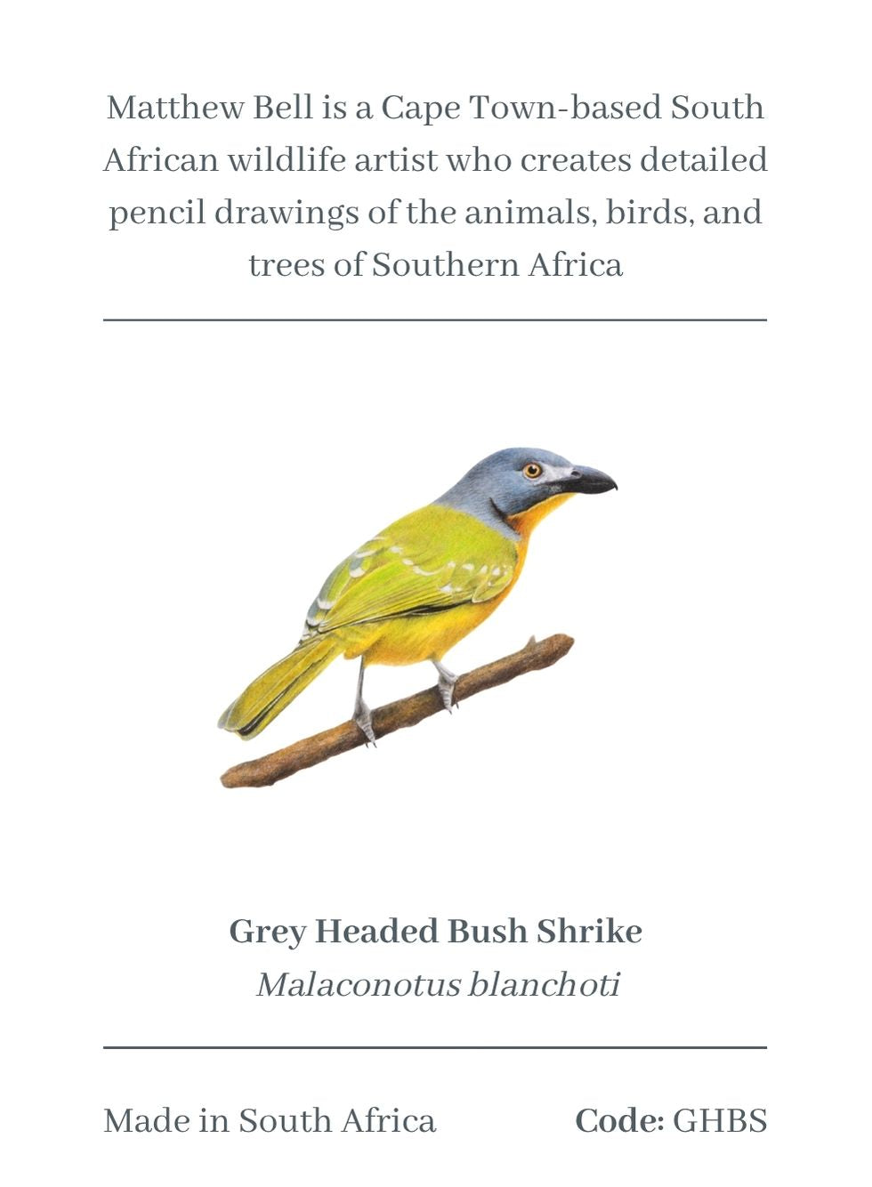 Grey Headed Bush Shrike Magnets - GHBS – Matthew Bell Wildlife Art