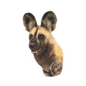 African Wild Dog Magnet - WD1