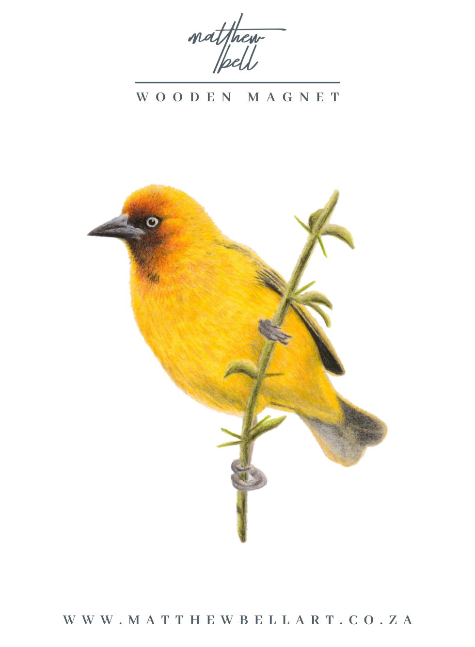 Cape Weaver Magnet - CWV