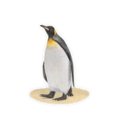King Penguin Magnet - KPN1