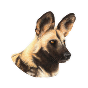African Wild Dog Magnet - WD4