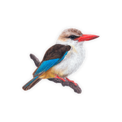 Brown Hooded Kingfisher Magnet - BHK